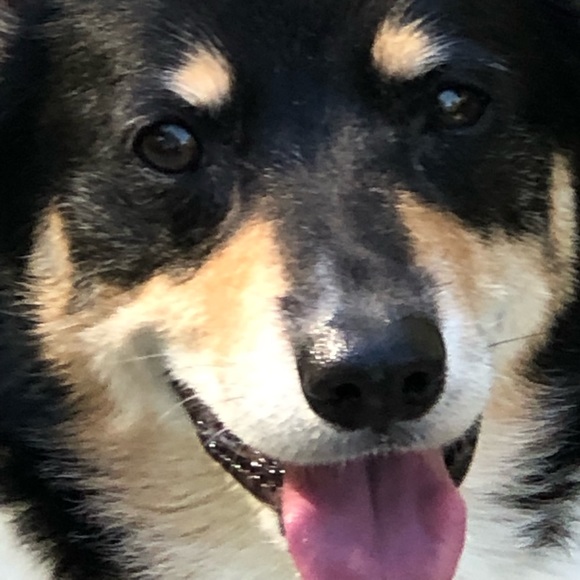 Meet your Posher, Teton Lady - Picture 1 of 1